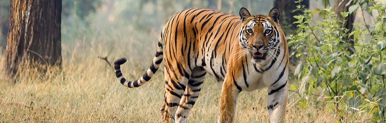 ranthambore tiger reserve